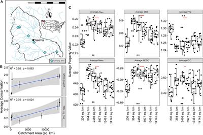 Riverine organic matter functional diversity increases with catchment size